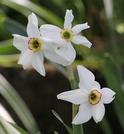 Narcissus poeticus 'Recurvus' | It is not uncommon that this… | Flickr Narcissus Poeticus, Garden Concept, Two Flowers, Personal Aesthetic, Plant List, Back Garden, Daffodils, Gibson, Planting