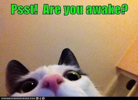 Psst!  Are you awake? Funny Looking Cats, Dance Picture Poses, Ninja Cats, Mama Cat, Funny Captions, Feral Cats, The Kings, Dance Pictures, Cats Meow