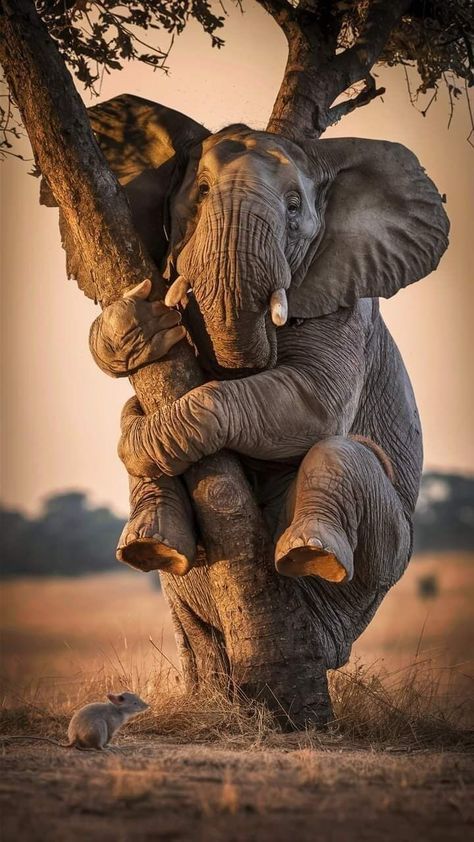 Elephant Iphone Wallpaper, African Animals Photography, Funny Elephant, Wild Animal Wallpaper, Animals Safari, Elephant Pictures, Animals Photography, Art Gallery Wallpaper, Interesting Images