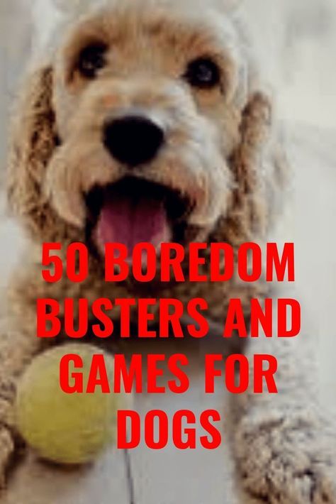 10 boredom busters and games for dogs Games For Dogs, Dog Boredom, Bored Dog, Dachshund Funny, Positive Dog Training, Easiest Dogs To Train, Dog Enrichment, Dog Games, Dog Puzzles