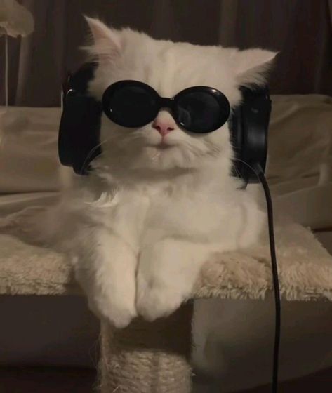 Gatos Cool, Haiwan Comel, Music Cover Photos, Anak Haiwan, Corak Bunga, Cat Profile, Funny Cat Wallpaper, Haiwan Lucu, Silly Cats Pictures