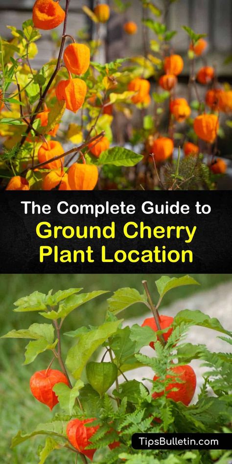 Ground Cherries Plant, Ground Cherries Growing, Ground Cherry Plant, Cape Gooseberry Plant, Physalis Plant, Storing Veggies, Ground Cherries, Vegetables List, Gooseberry Plant