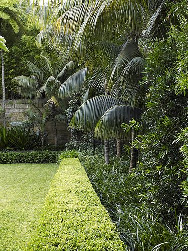 Buxus hedge with mixed planting Possible in and around the weeping lilly pillys and palms. Just need to condition the soil enough so that the hedge and other plants get a chance before the lilly pilly roots invade and suck out the nutrients Buxus Hedge, Tropical Garden Plants, Garden Hedges, Tropical Garden Design, Tropical Backyard, Formal Gardens, Backyard Garden Design, Garden Pool, Tropical Landscaping