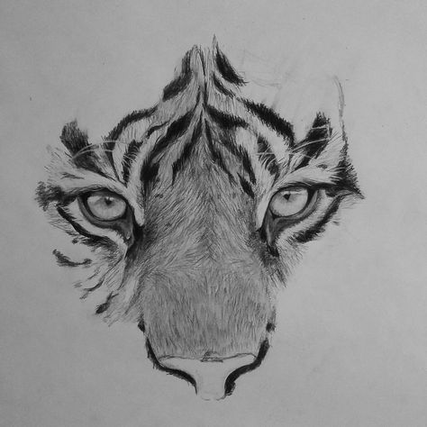 Pencil Animal Sketches, White Tiger Drawing Sketches, Tiger Charcoal Drawing, Black And White Animal Painting, Animal Portraits Art Drawings, Asthetic Drawings Pencil, Tiger Face Sketch, Tiger Drawing Pencil, Animal Eye Drawing