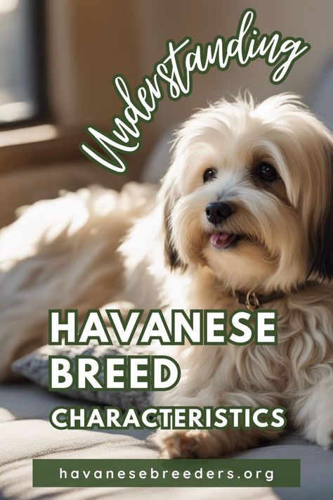 Understanding Havanese Breed Characteristics Havanese Full Grown, Havanese Breeders, Havanese Haircuts, Dog Grooming Diy, Havanese Grooming, Puppies Near Me, Dog Haircuts, Dog Personality, Havanese Puppies