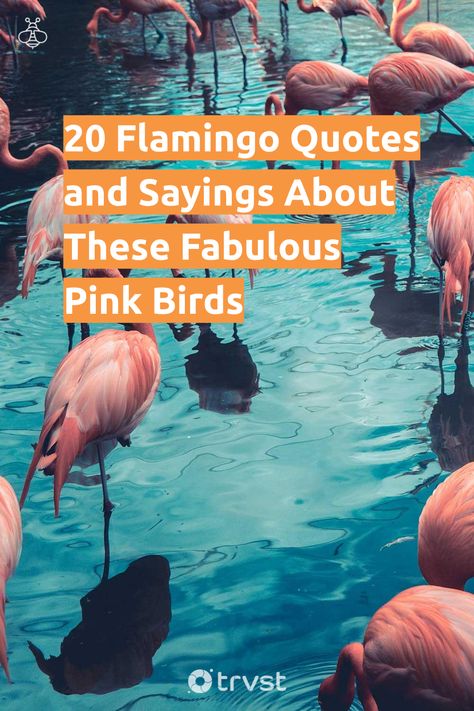 Quotes About Flamingos, Flamingo Sayings Quotes, Flamingo Quotes Funny, Flamingo Quotes Inspiration, Flamingo Reference, Get Your Pink Back Flamingo, Flamingo Sayings, Flamingo Quotes, Flamingo Facts