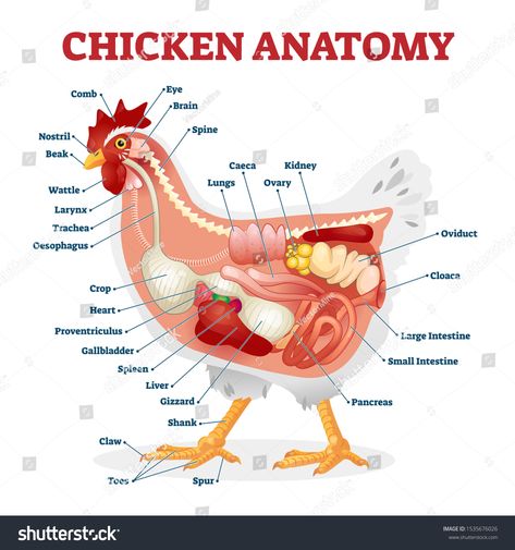 Chicken anatomy vector illustration. Labeled biological inner organs scheme. Zoological graphic with birds bones, digestive system and inside structure. Educational healthy hens X ray from side view. #Ad , #spon, #organs#biological#scheme#graphic Sour Crop In Chickens, Gizzard Recipe, Chicken Anatomy, Gizzards Recipe, Anatomy Organs, Bird Bones, Chicken Gizzards, Vet Medicine, Animal Anatomy