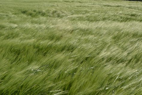 Windy Grass Field, Field Aesthetic Landscape, Grassy Field Aesthetic, Grass Field Aesthetic, Windy Aesthetic, Grass Aesthetic, Grass Meadow, Grassy Meadow, Grass Painting