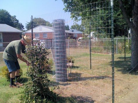 Ideas for top of chicken run? #ChickenHouses Chicken Run Ideas, Chicken Fence, Portable Chicken Coop, Chicken Tractors, Poultry Cage, Chicken Coop Run, Animal Ideas, Chicken Run, Building A Chicken Coop