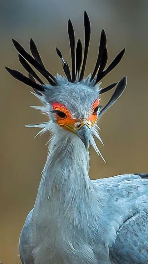 Unusual Birds, Holy Spirit Tattoo, Secretary Bird, Unusual Beauty, Spirit Tattoo, Most Beautiful Birds, Bangalore India, Funny Birds, Bird Pictures