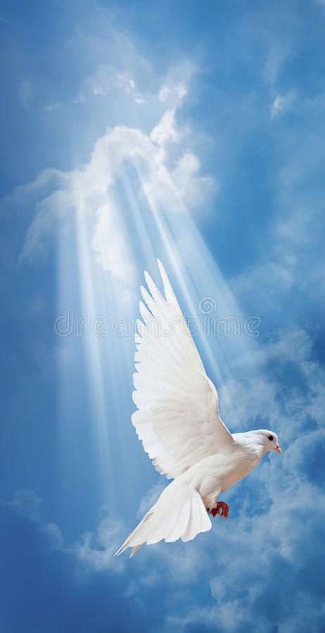 Dove in the air with wings wide open stock photography Dove Painting, Dove Images, Dove Pictures, Jesus Christ Painting, Heaven Art, White Dove, Christian Pictures, Jesus Christ Images, Photo Background Images