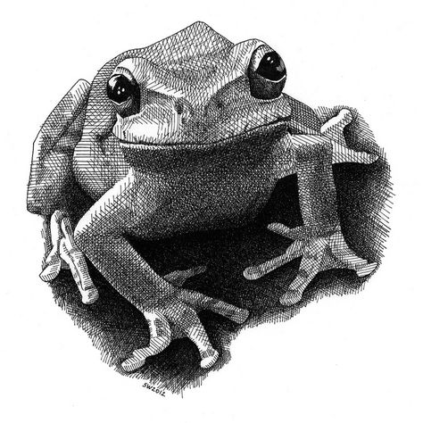 Flickr: The Wild animal drawings Pool Epic Artwork, Ink Sketching, Frog Sketch, Stippling Art, Frog Tattoos, Frog Drawing, Frog Art, About Animals, Art Diary