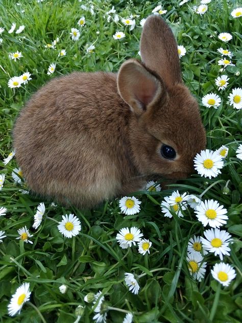 Uliana Core, Bunny In Garden, Rabbit Aesthetic, Spring Animals, Bunny Pictures, Pretty Animals, Arte Inspo, Cute Animal Photos, Cute Creatures