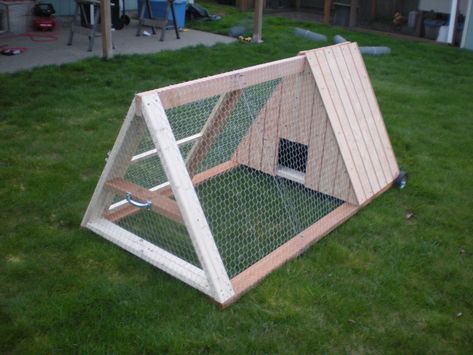 Como Plantar Pitaya, A Frame Chicken Coop, Small Chicken Coops, Portable Chicken Coop, Chicken Pen, Chicken Tractors, Chicken Tractor, Best Chicken Coop, Chicken Run