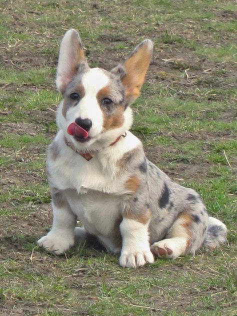 Adorable Cardigan Corgi Corgi Colors, Corgi Husky Mix, Blue Merle Corgi, Cowboy Corgi, Dogs Corgi, Corgi Puppies For Sale, Puppy Mix, Cardigan Corgi, Corgi Dogs