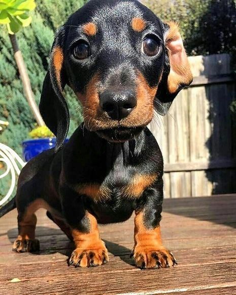 Hot Dog Puppy, Wiener Dog Puppies, Sausage Dog Puppy, Dachshund Puppies For Sale, Dachshund Puppy Miniature, Dapple Dachshund, Puppy Cute, Miniature Dachshund, Weenie Dogs