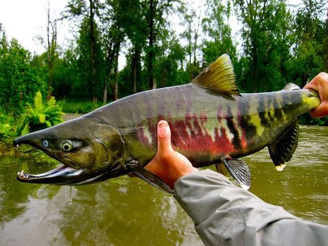 Chum Salmon Fish To Eat, Chum Salmon, Whitetail Deer Hunting, Penyakit Jantung, Alaska Fishing, Giant Fish, Pretty Fish, King Salmon, Fishing Photography