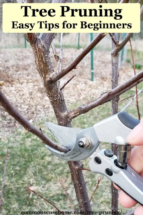 Permaculture, Pruning Trees How To, Utah Garden, Wall Gardening, Apple Tree Care, Pruning Trees, Pruning Plants, Homestead Gardening, Prune Fruit