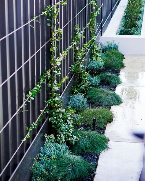 Verge on Instagram: "Reasons why you should get our Jasmine Espalier Installation:  • Sophisticated ✅ • Low Maintenance ✅ • Minimal Horizontal Intrusion in High-Traffic Areas ✅  We provide entire Galvanised Steel Espalier Installations, fit with mature Chinese Star Jasmine ready to create instant impact 🔥  Best in the West, Verge" Star Jasmine Espalier, Jasmine Fence Climber, Jasmine On Fence, Jasmine Creeper Wall, Star Jasmine Trellis Wall, Star Jasmine Fence, Star Jasmine On Fence, Coastal Backyard, Beach House Garden