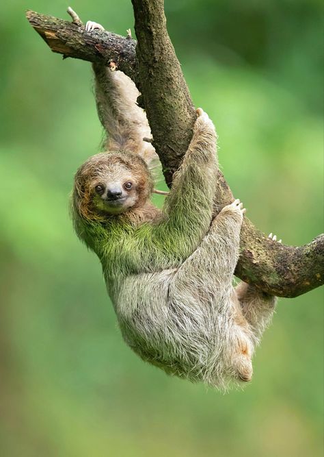 Found in the forests of South and Central America. Sloth Names, National Geographic Animals, Animal Photography Wildlife, Animal Study, Forest Creatures, Jungle Animals, Koala Bear, Exotic Pets, Wildlife Photography