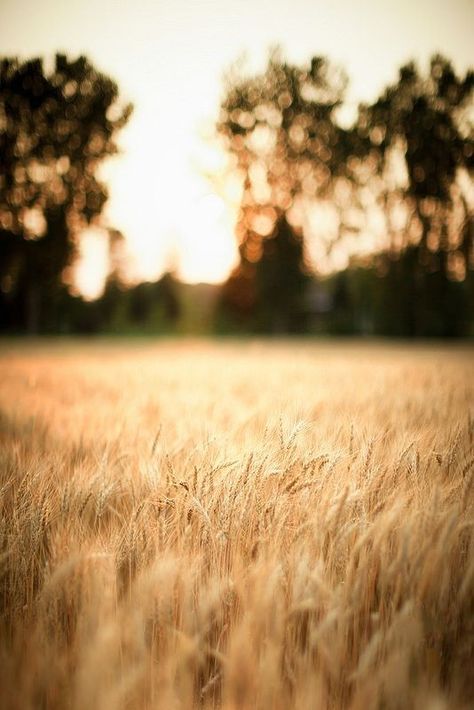 Field Background, Golden Fields, Farm Landscape, Beach Background Images, Fields Of Gold, Love Background Images, Wheat Fields, Beach Background, Dslr Background Images