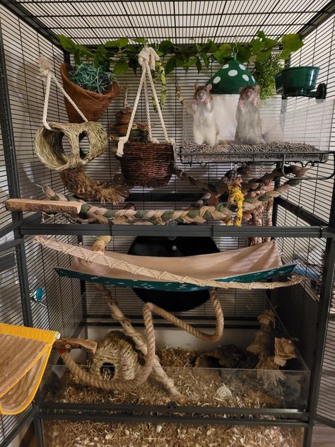 Crochet Pet Rat Toys, Ray Cage Ideas, Rat Cage Decoration Ideas, Pet Rat Cages Aesthetic, Rat Habitat Ideas, Pet Rat Cage Setup, Critter Nation Cage Ideas Pet Rats, Rat Enclosure Diy, Pet Rat Enclosures