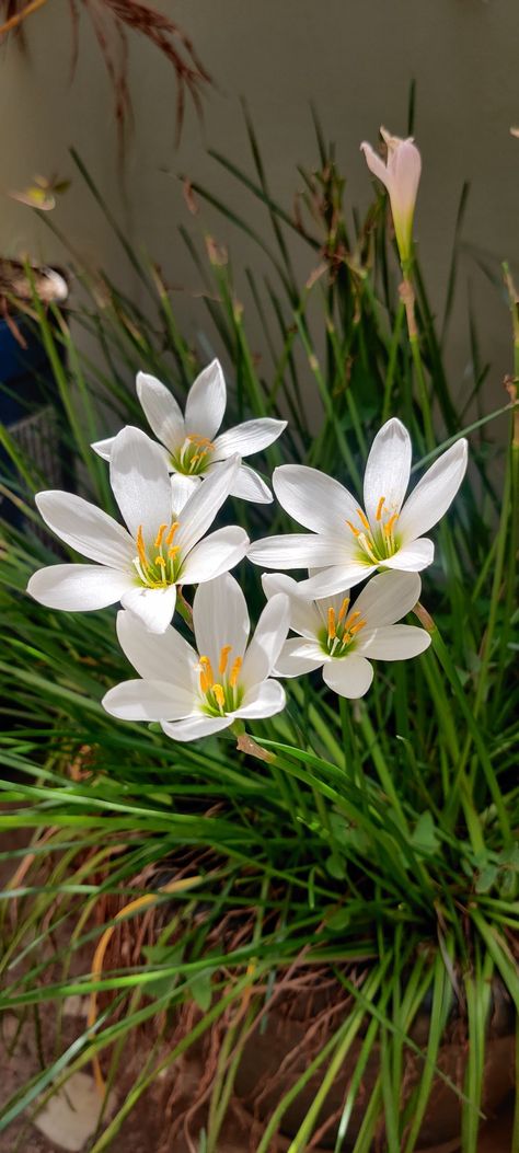 Rain Lily Flower, Rain Lily, Flower Meanings, Nothing But Flowers, Flowers For You, Language Of Flowers, Flower Fairies, Plant Collection, Lily Flower