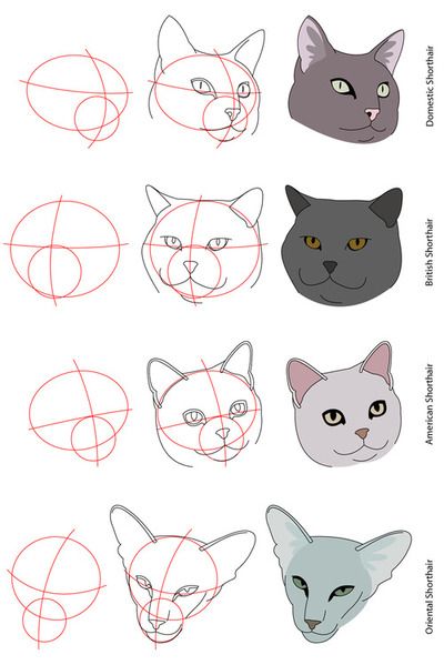 Cat anatomy head How To Draw Cats, Draw Cats, To Draw, Step By Step