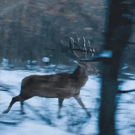 Tap the 🦌 to animate the gif. Deer Running, Beautiful Beautiful, Animation Reference, A Deer, Winter Forest, Winter Clothing, Animals Of The World, Animal Gifs, Beautiful Creatures