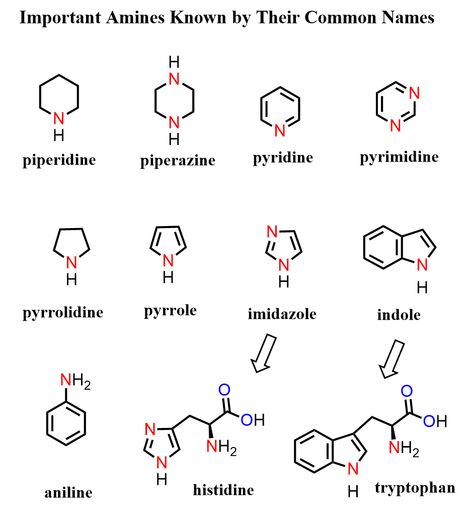 Important Amines Known by Their Common Names Nomenclature Chemistry, Iupac Nomenclature, Chemistry Reactions, Chemistry Lecture, Organic Chemistry Notes, Organic Chemistry Reactions, Organic Chem, Chemistry Paper, Chemistry Textbook