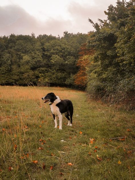 Dogs dogs autumnal autumn cozy cosy cosy fall candle warm Halloween farm country countryside puppies collie working dog border collie Border Collie Farm Dog, Autumn Dog Aesthetic, Farm Dog Aesthetic, Working Dogs Farm, Dog Countryside, Border Collie Aesthetic, Halloween Farm, Dog Border Collie, Country Dog