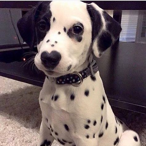 Earth Animals, Science Earth, Nature Science, Dalmatian Puppy, Dalmatian Dog, Baby Animals Funny, 귀여운 동물, Dalmatian, Funny Babies