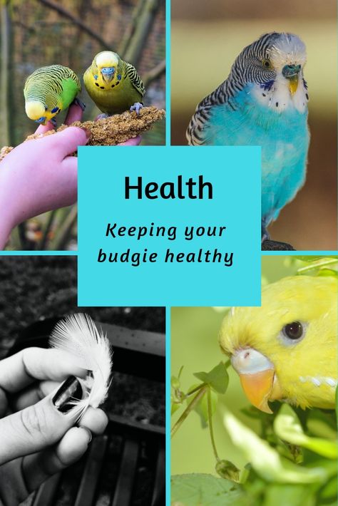 Budgie Health, Budgie Tips, Breeding Budgies, Budgie Care, Pet Budgie, Budgie Food, Birds Toys, Parakeet Care, Budgies Parrot