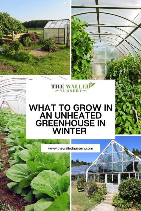 While outdoor gardening may be limited due to the colder temperatures, an unheated greenhouse can provide a protected environment for a variety of crops. So, what can you grow in an unheated greenhouse? Flowers In Greenhouse, Hoop Green House Ideas, Greenhouse Food Garden, All Season Greenhouse, Greenhouse Winter Gardening, Herbs In Greenhouse, Greenhouse Garden Ideas, Polytunnel Layout Ideas, Beginner Greenhouse