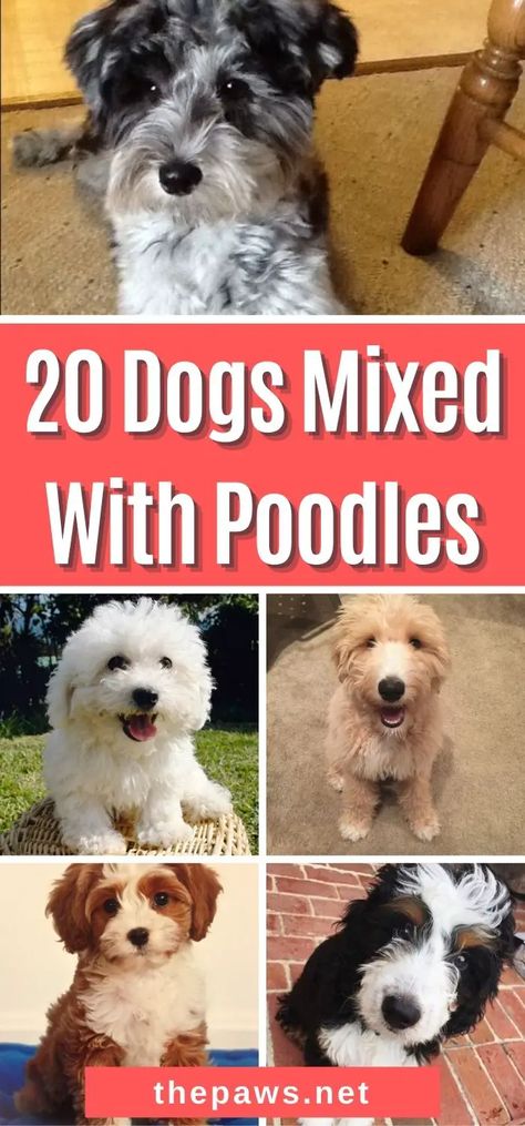 Poodles are one of the popular dog breeds in the world. If you're fan of this adorable dog, you're sure to fall in love with this list of gorgeous Poodle mixes. Mini Poodle Mix Breeds, Poodle Mixed Breeds, Poodle Terrier Mix Dogs, Doodle Mixes Dogs, Toy Dogs Breeds, Cross Breed Dogs, Doodle Mix Breeds, Small Poodle Mix Breeds, Terrier Poodle Mix Dogs