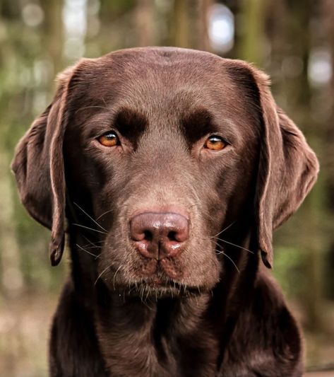 Chocolate Lab Photography, Chocolate Lab Portraits, Labrador Photography, Chocolate Retriever, Labrador Retriever Puppy Training, Boxador Puppies, Labrador Retriever Chocolate, Chocolate Labradors, Golden Labrador Puppies