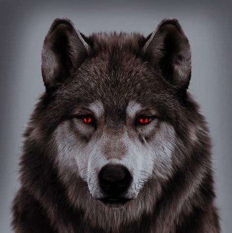 Wolf With Red Eyes, Geometric Wolf Tattoo, Alpha Werewolf, Freya Mikaelson, Wolf Art Print, Geometric Wolf, American Werewolf In London, Horsemen Of The Apocalypse, Alpha Wolf