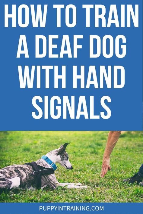 Training A Deaf Puppy, Dog Sign Language Hand Signals, Deaf Dog Training Hand Signals, Dog Sign Language, Deaf Dog Training, Deaf Puppy, Lab Puppy Training, Dogs Things, Dog Training Hand Signals