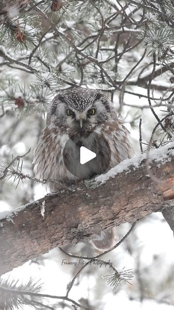 Francois Potvin on Instagram: "How can you not fall in love with this tiny boreal owl in the snow 🖤❄️ . . . . . #borealowl #wildlifephotography #nature #birds #snowfall #canadawildlife #natgeo #cangeo" Boreal Owl, Canada Wildlife, Wild Birds Photography, Owl Photography, Snow Owl, Nature Birds, January 26, Bird Photography, Wild Birds