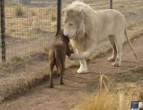 Dogs Paw, Animals Friendship, White Lion, 웃긴 사진, Cute Wild Animals, Cute Animal Videos, Dog Paw, Funny Animal Pictures, Adorable Animals