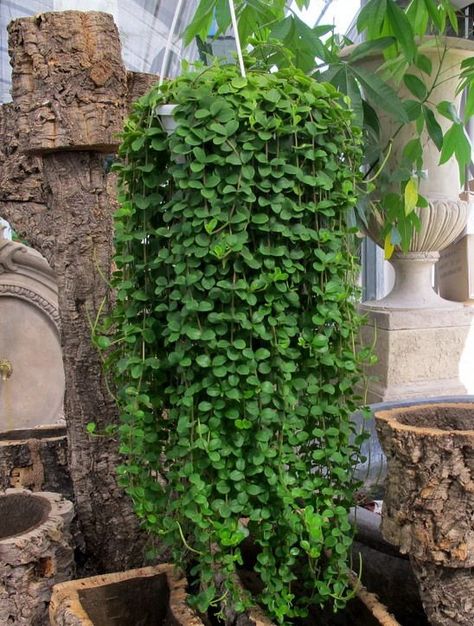 Refresh your outdoor space with hanging plants this Spring! 🌿 Plant Kokedama, Hanging Plants Outdoor, Hanging Plants Diy, Peperomia Plant, Moss Ball, Decorative Stones, Hanging Plants Indoor, Winter Plants, Trailing Plants