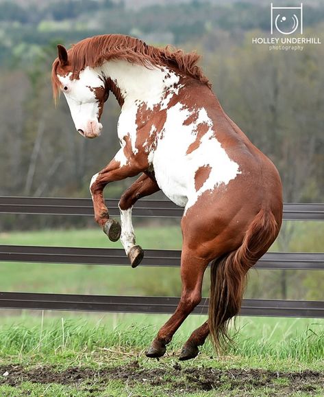 Horse Rearing Reference, Horse Standing Up, Horse Poses Drawing, Horse Poses Reference, Horse Reference Photos, Horse Bucking, Horse Poses, Horse Rearing, Horse Reference