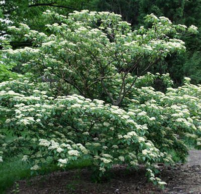 Pagoda Dogwood: A beautiful tree with branching that can create a layered or tiered appearance.  Produces clusters of fragrant white flowers in late summer, which are followed by purplish-black berries.  Green summer foliage picks up purplish tones in the fall. Lakehouse Garden, Dogwood Bush, Dogwood Shrub, Pagoda Dogwood, Yellow Plants, Dogwood Trees, Ornamental Trees, Deciduous Trees, Fragrant Flowers