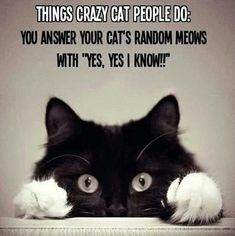 Katt Grejer, Humor Animal, Crazy Cat People, Animal Funnies, Cats Photos, Morning Gif, Funny Cats And Dogs, Cat People, Cat Quotes