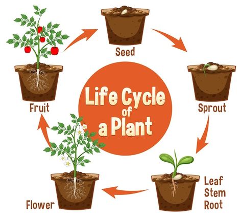 Life cycle of a plant diagram | Premium Vector #Freepik #vector #plant-roots #science-cartoon #roots #seed Seed To Plant Life Cycles, Perspective Building Drawing, Plant Cycle, Plant Diagram, Perspective Building, Diagram Illustration, Plant Cartoon, Bike Illustration, Building Drawing