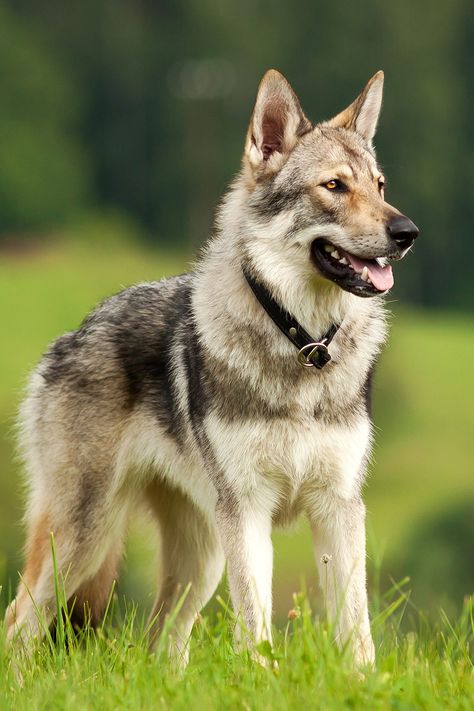 czechoslovakian wolfdog Wolf Dog Breeds, Wolf Hybrid Dogs, Tamaskan Dog, Wolf Dog Puppy, Wolfdog Hybrid, Ras Anjing, Czechoslovakian Wolfdog, Rare Dogs, Rare Dog Breeds