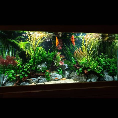 Community Fish Tank, Discus Tank, Discus Aquarium, Amazing Aquariums, Fish Tank Design, Aquascape Design, Tropical Fish Tanks, Tropical Fish Aquarium, Community Tanks