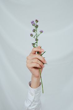 For instagram on Pinterest Hand Poses Holding Flower, Drawing Reference Photos Hands, Hand Poses References Photography, Hand Grabbing Flower Reference, Hand Holding Reference Photography, Hands Poses Photography, Hand Poses Holding Something, Art Reference Photos Hands, Hand Holding Flower Drawing Reference