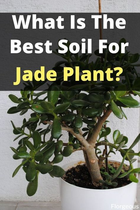 How to choose the best soil for jade plants #jadeplant #jadeplants #succulents #Crassulaovata Jade Plant Pruning, Best Soil For Succulents, Jade Plant Bonsai, Jade Plant Care, Jade Succulent, Bonsai Making, Jade Bonsai, Gardening Indoors, Beautiful Succulents