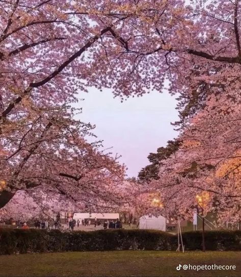 #love #cherryblossoms #pinkaesthetic #pink #hopecore #love #romanticaesthetic Cherry Blossom Trees, Tout Rose, Nothing But Flowers, Pretty Landscapes, Blossom Trees, Nature Aesthetic, Pretty Places, Aesthetic Photo, Pink Aesthetic